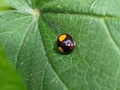 Harmonia axyridis