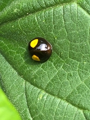 Harmonia axyridis