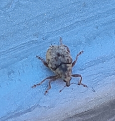 Rhinoncus bruchoides