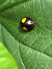 Harmonia axyridis