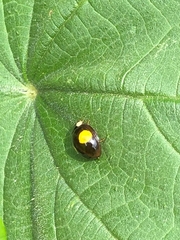 Harmonia axyridis