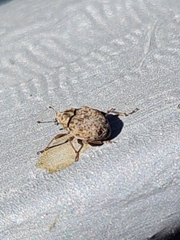 Rhinoncus bruchoides