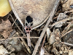 Tropidothorax maculatus