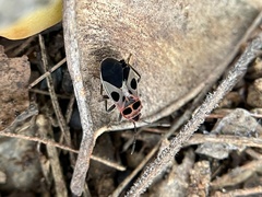 Tropidothorax maculatus