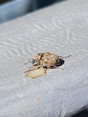 Rhinoncus bruchoides