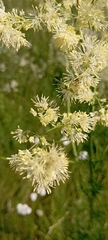 Thalictrum lucidum