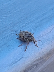 Rhinoncus bruchoides