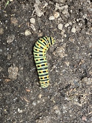 Papilio machaon