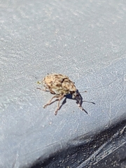 Rhinoncus bruchoides