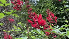 Erythrina × bidwillii