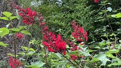 Erythrina × bidwillii