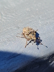 Rhinoncus bruchoides