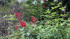 Erythrina × bidwillii