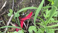 Erythrina × bidwillii