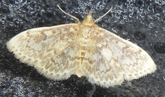 Anania quebecensis