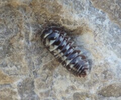 Armadillidium maculatum