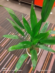 Dracaena aubryana