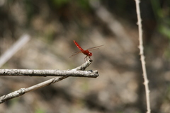 Crocothemis erythraea