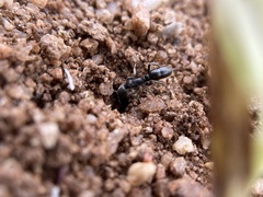 Bothroponera sulcata