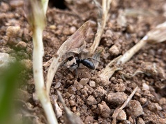 Bothroponera sulcata