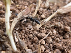 Bothroponera sulcata