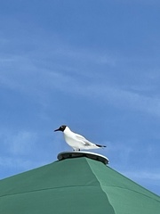 Chroicocephalus ridibundus