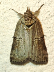 Nycteola asiatica