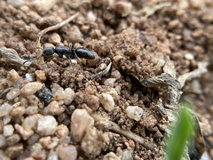 Bothroponera sulcata