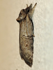 Nycteola asiatica