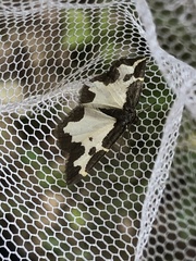 Lomaspilis