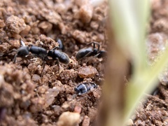 Bothroponera sulcata