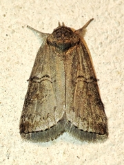 Nycteola asiatica