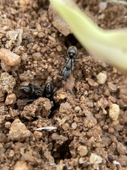 Bothroponera sulcata