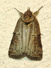 Nycteola asiatica