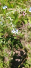 Lappula squarrosa