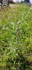 Lappula squarrosa