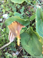 Arisarum