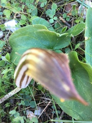 Arisarum