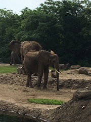Elephantidae