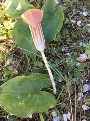 Arisarum