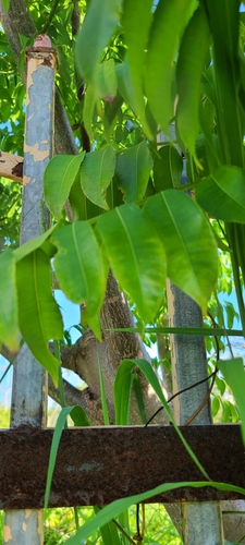 Image of Spondias dulcis by (c) ritirene, some rights reserved (CC BY)