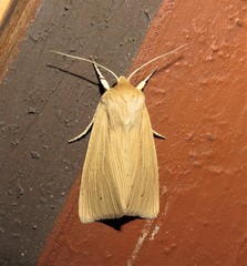Mythimna oxygala