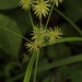 Manyflower Flatsedge - Photo (c) Judy Gallagher, some rights reserved (CC BY-SA), uploaded by Judy Gallagher