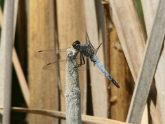 Orthetrum cancellatum