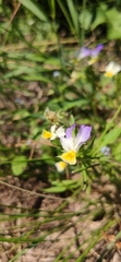 Viola tricolor