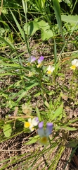 Viola tricolor