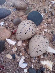 Charadrius hiaticula