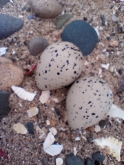 Charadrius hiaticula