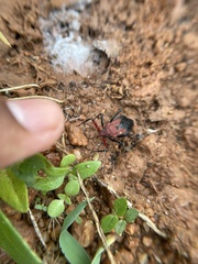 Rhynocoris marginatus