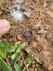 Rhynocoris marginatus